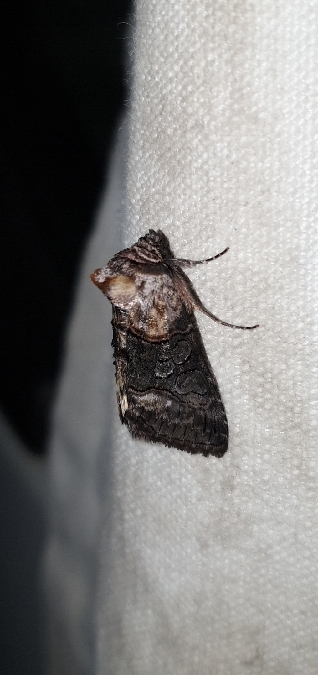 Abrostola asclepiadis  - Melchior Viallet