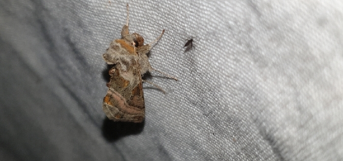 Euchalcia variabilis  - Melchior Viallet