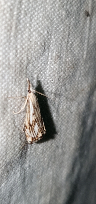 Catoptria falsella  - Melchior Viallet