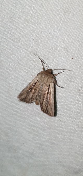 Leucania comma  - Melchior Viallet