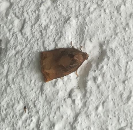 Archips podana  - Thomas Lux