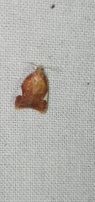 Acleris holmiana  - Melchior Viallet