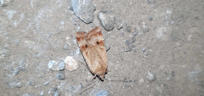 Noctua interposita  - Melchior Viallet