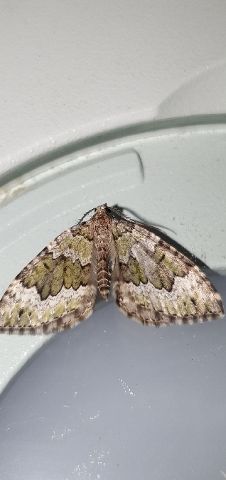 Colostygia olivata  - Melchior Viallet