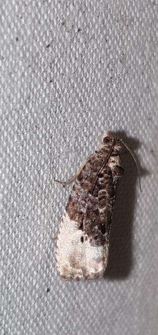 Hedya nubiferana  - Melchior Viallet