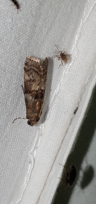 Phycita roborella  - Melchior Viallet