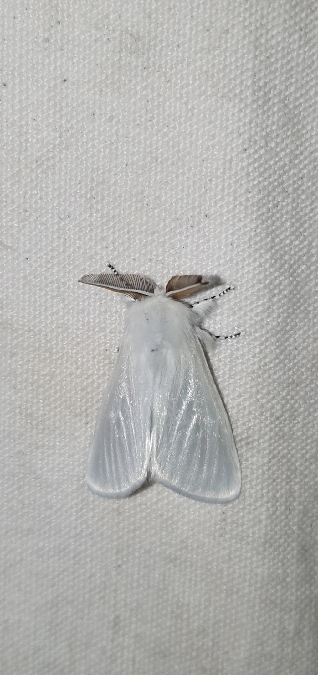 Bombyx du Saule  - Melchior Viallet
