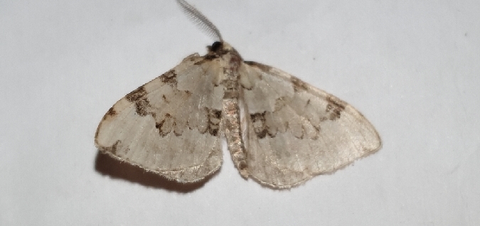 Colostygia pectinataria  - Melchior Viallet
