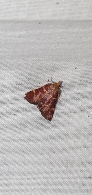 Herculia rubidalis  - Melchior Viallet