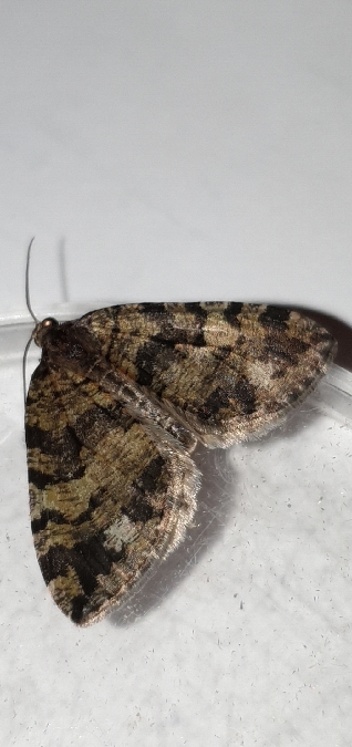 Hydriomena furcata  - Melchior Viallet