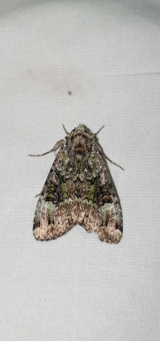 Anaplectoides prasina  - Melchior Viallet