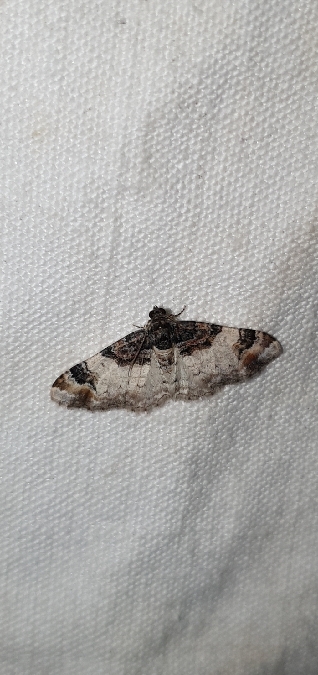 Catarhoe cuculata  - Melchior Viallet