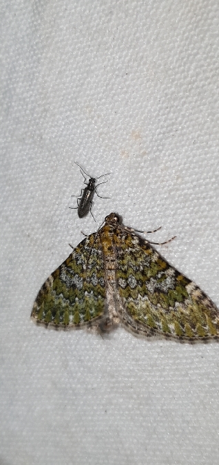 Euphyia frustata  - Melchior Viallet