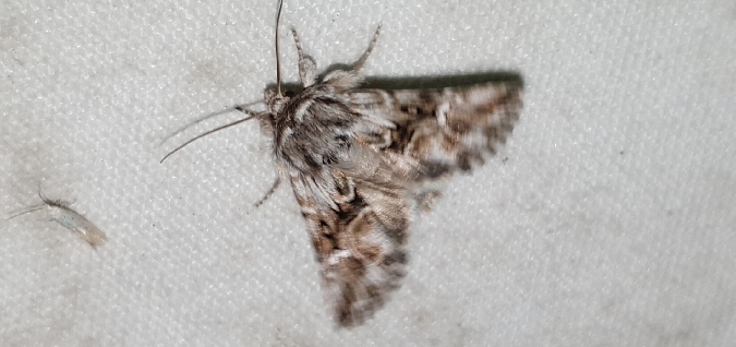 Calophasia lunula  - Melchior Viallet