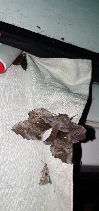 Sphinx du peuplier  - Melchior Viallet