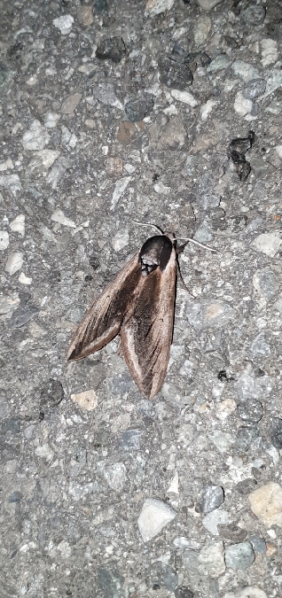 Sphinx du Troène  - Melchior Viallet