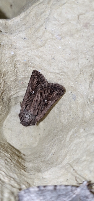 Yigoga celsicola  - Melchior Viallet