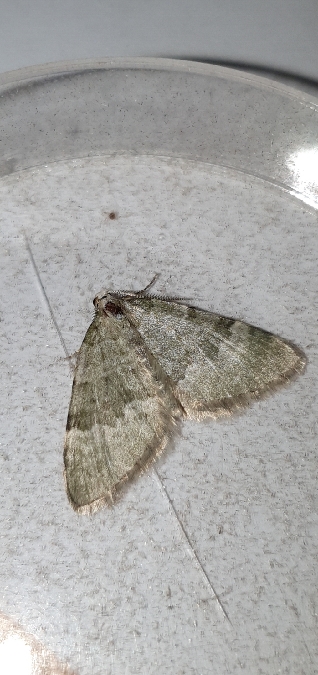 Colostygia aqueata  - Melchior Viallet