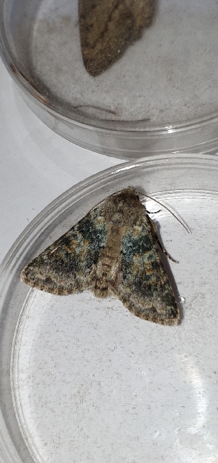 Hadena caesia  - Melchior Viallet