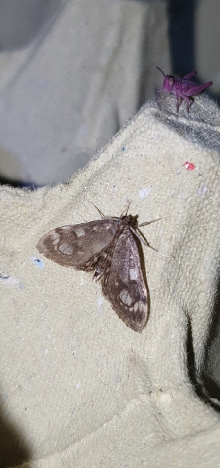 Anania coronata  - Melchior Viallet