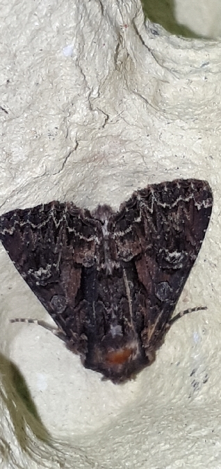 Mniotype adusta  - Melchior Viallet