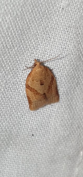 Clepsis consimilana  - Melchior Viallet