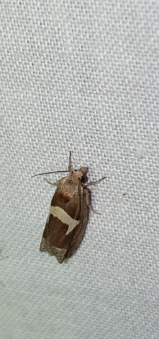 Epiblema foenella  - Melchior Viallet
