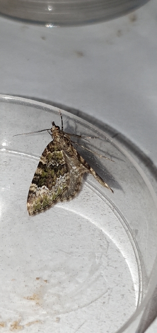 Colostygia olivata  - Melchior Viallet