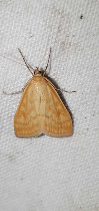 Sitochroa verticalis  - Melchior Viallet