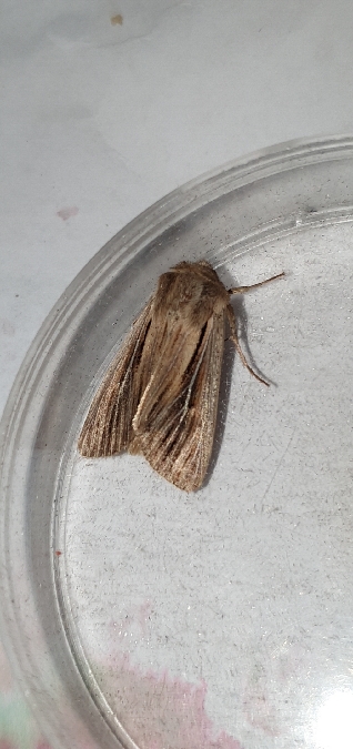 Leucania comma  - Melchior Viallet