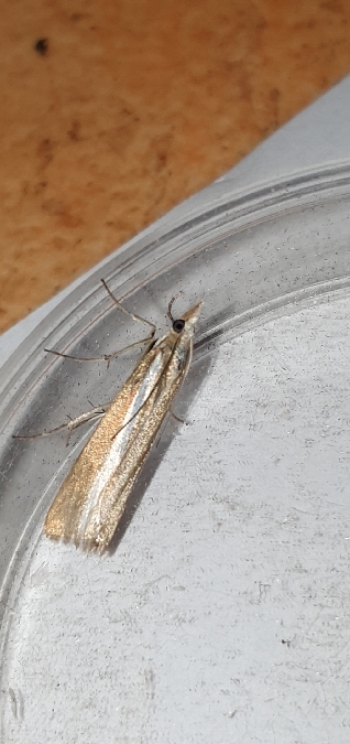 Catoptria bolivari  - Melchior Viallet