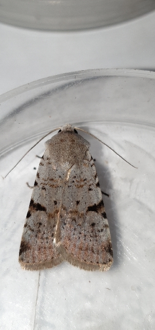 Chersotis margaritacea  - Melchior Viallet