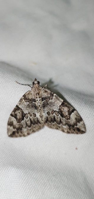 Thera britannica / variata  - Melchior Viallet