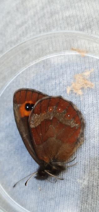 Moiré sylvicole  - Melchior Viallet