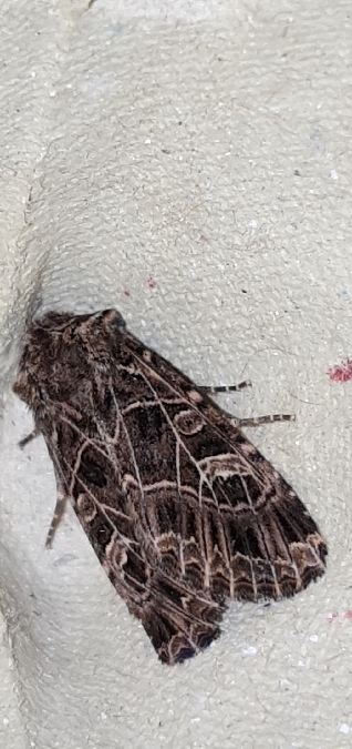 Sideridis reticulata  - Melchior Viallet