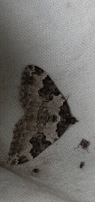 Incertaine  - Melchior Viallet