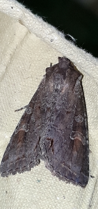 Polia bombycina  - Melchior Viallet