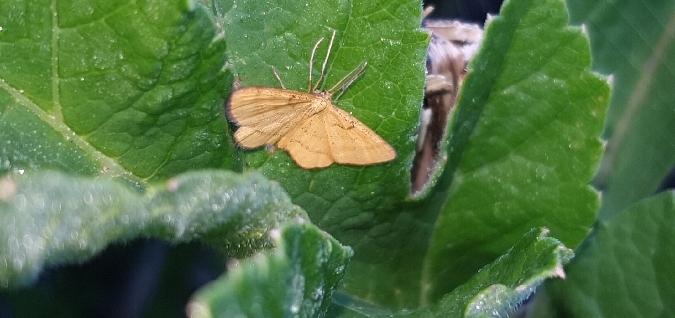 Acidalie des alpages  - Melchior Viallet