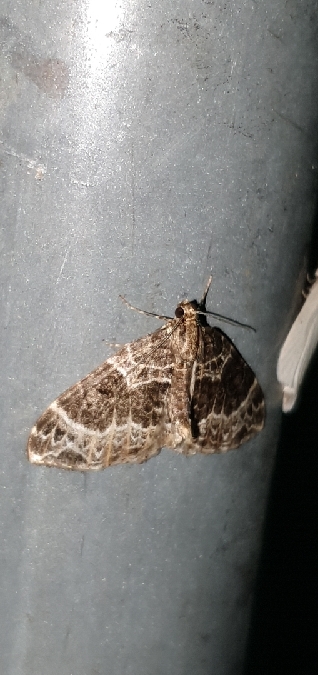 Ecliptopera silaceata  - Melchior Viallet