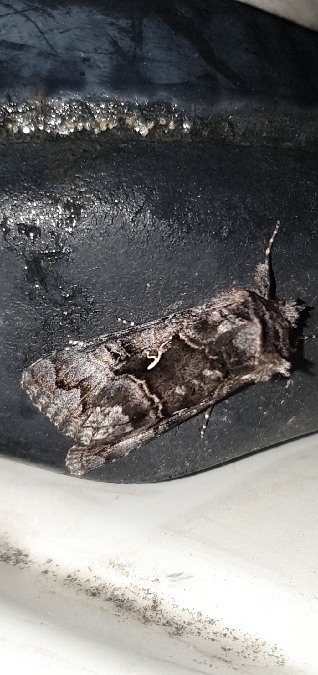 Syngrapha ain  - Melchior Viallet