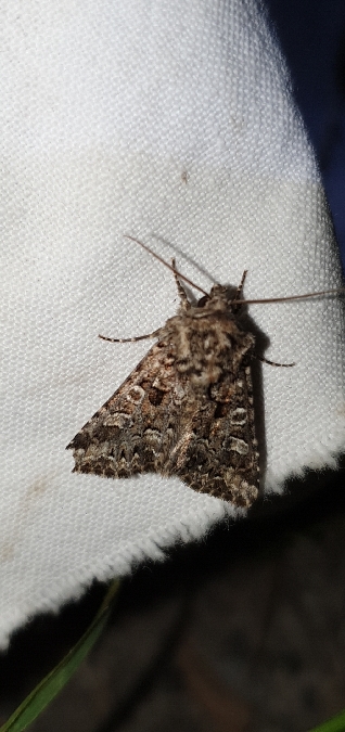 Apamea furva  - Melchior Viallet