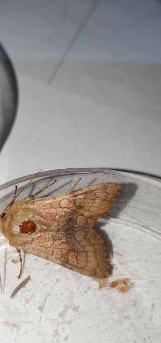 Sideridis lampra  - Melchior Viallet