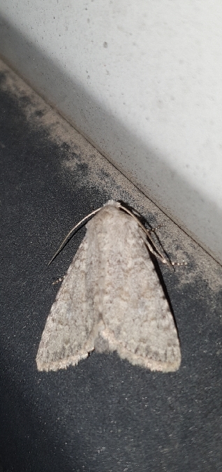 Apamea platinea  - Melchior Viallet