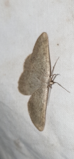 Elophos unicoloraria  - Melchior Viallet