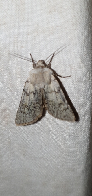 Agrotis simplonia  - Melchior Viallet