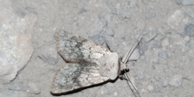 Agrotis simplonia  - Melchior Viallet
