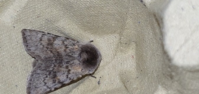 Agrotis simplonia  - Melchior Viallet
