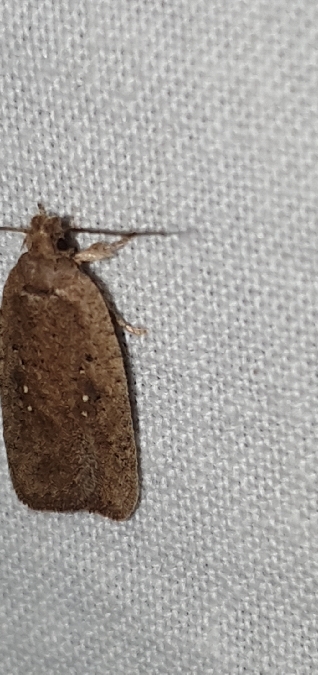 Agonopterix scopariella  - Melchior Viallet