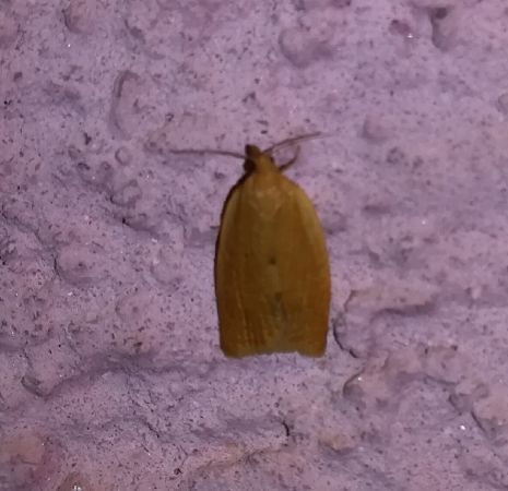 Clepsis consimilana  - Thomas Lux