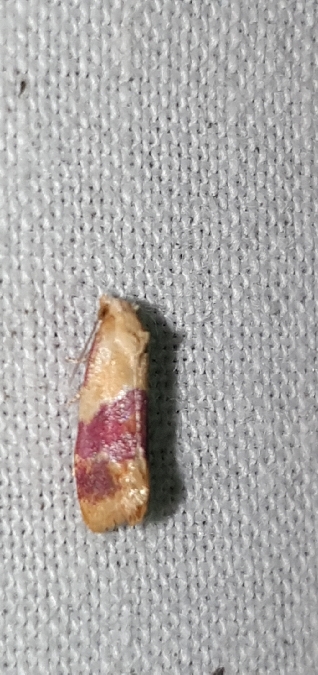 Diceratura ostrinana  - Melchior Viallet